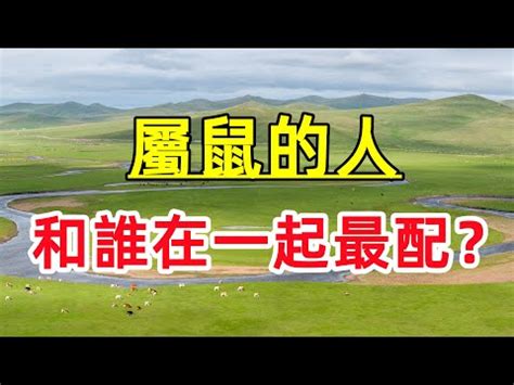 屬雞跟屬鼠|鼠與雞的愛情兼容性、關係、生肖特質